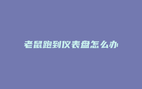 老鼠跑到仪表盘怎么办